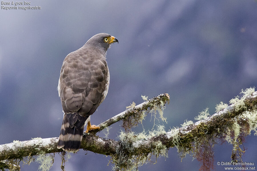 Roadside Hawk