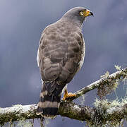 Roadside Hawk