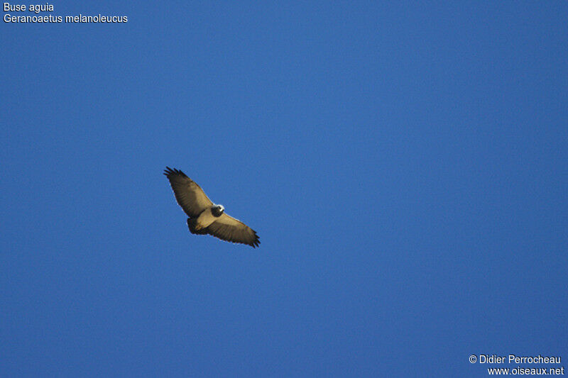 Black-chested Buzzard-Eagleadult, Flight