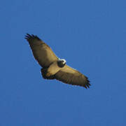 Black-chested Buzzard-Eagle