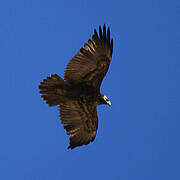 Black-chested Buzzard-Eagle