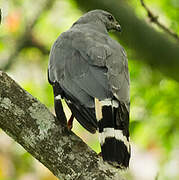 Crane Hawk