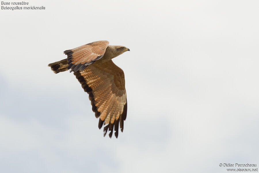 Savanna Hawk