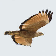 Savanna Hawk