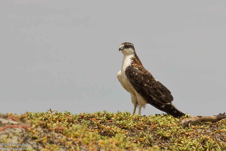 Variable Hawksubadult, identification