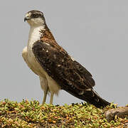 Variable Hawk