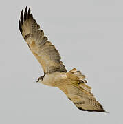 Variable Hawk