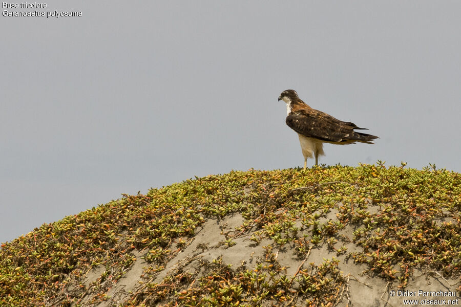 Variable Hawk