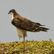 Variable Hawk