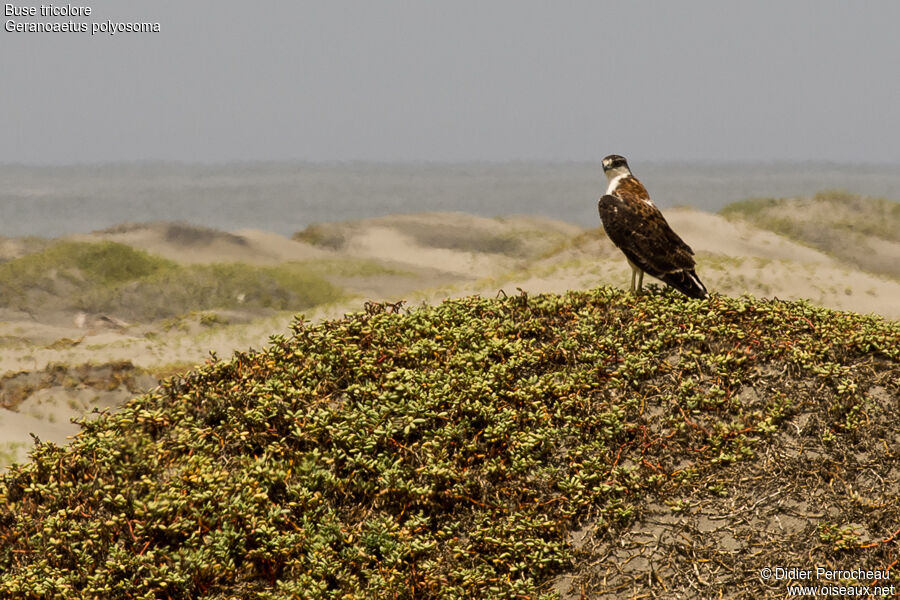 Variable Hawk, habitat