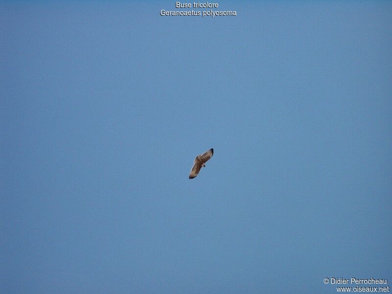 Variable Hawk, Flight