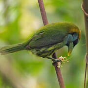 Versicolored Barbet