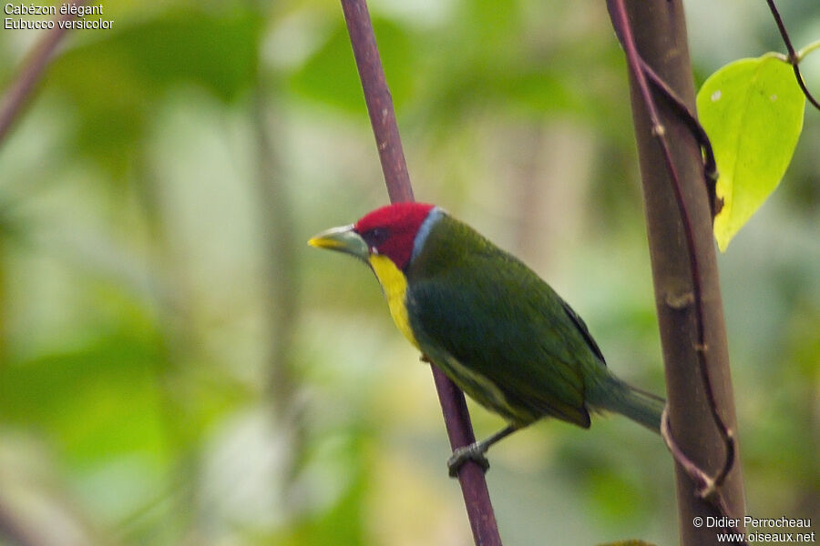 Versicolored Barbet male adult