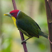 Versicolored Barbet