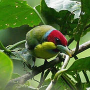 Versicolored Barbet