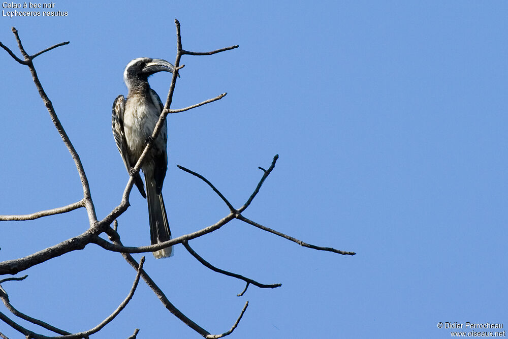 African Grey Hornbill