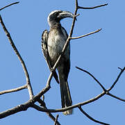 African Grey Hornbill