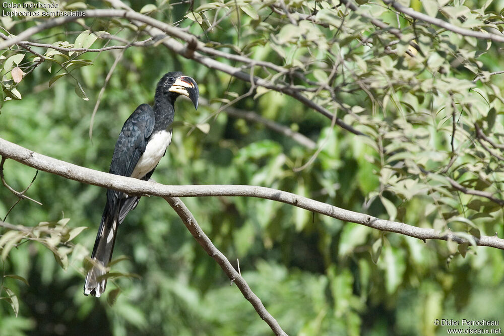 West African Pied Hornbill, identification