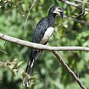 West African Pied Hornbill