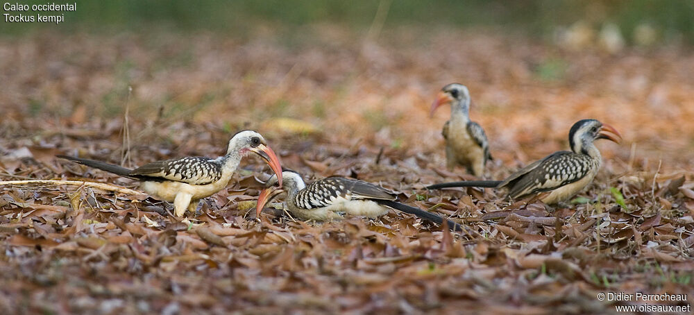 Western Red-billed Hornbill