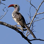 Western Red-billed Hornbill