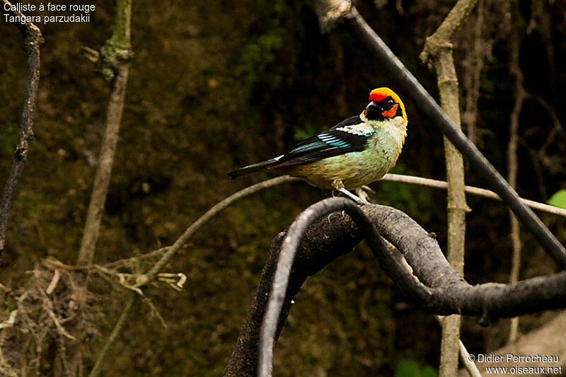 Flame-faced Tanager