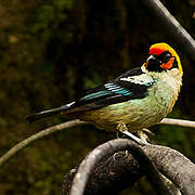 Flame-faced Tanager