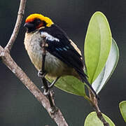 Flame-faced Tanager