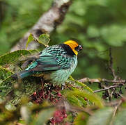 Saffron-crowned Tanager