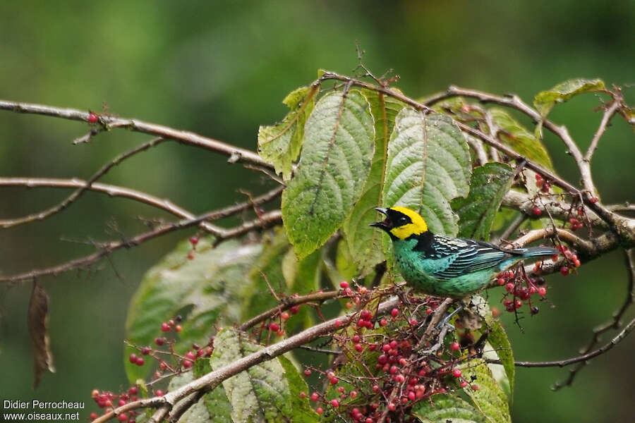 Saffron-crowned Tanageradult, eats