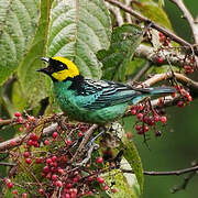 Saffron-crowned Tanager