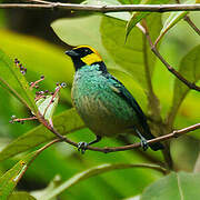 Saffron-crowned Tanager