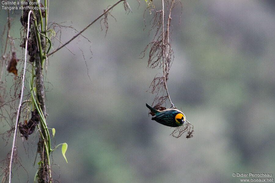 Saffron-crowned Tanager