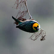 Saffron-crowned Tanager