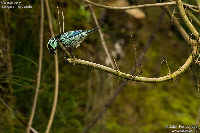 Beryl-spangled Tanager