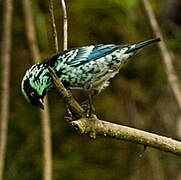 Beryl-spangled Tanager