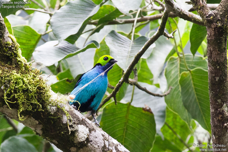 Paradise Tanager