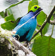 Paradise Tanager