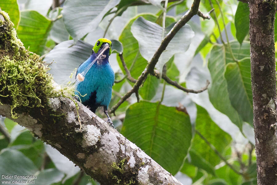 Paradise Tanageradult, habitat, eats, Reproduction-nesting, Behaviour