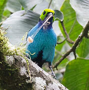 Paradise Tanager