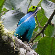 Paradise Tanager