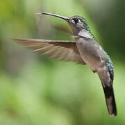 Grey-breasted Sabrewing