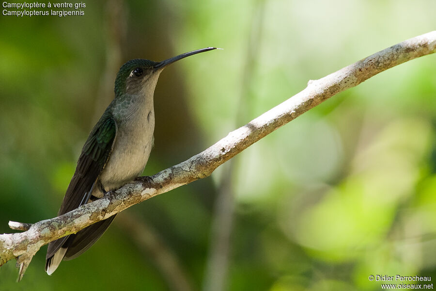 Grey-breasted Sabrewing