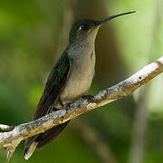 Grey-breasted Sabrewing