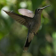 Grey-breasted Sabrewing