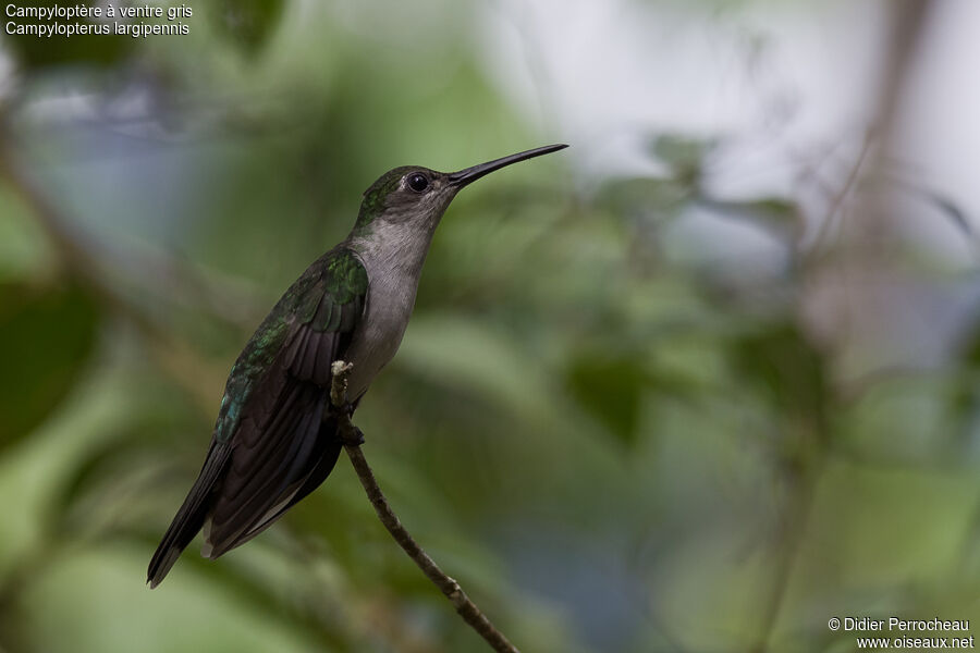 Grey-breasted Sabrewing