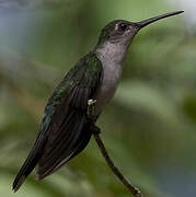 Grey-breasted Sabrewing