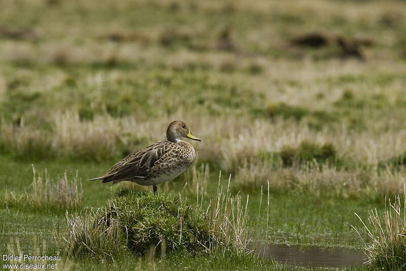 Yellow-billed Pintailadult, identification