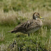 Yellow-billed Pintail