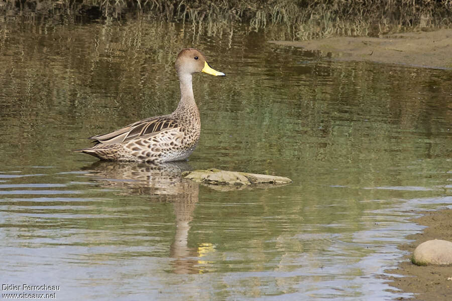 Canard à queue pointueadulte, pigmentation